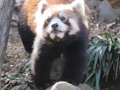 春の多摩動物公園で2018年誕生のレッサーパンダ・ベビー詣完了（前編）レッサーとコアラ往復は大変！～初めましてずんくん・さよならかのこちゃん