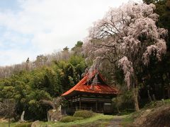 日本の原風景・北信州中野市「常楽寺、東山公園」花見！！