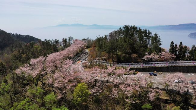 琵琶湖に、こんなに大きな岬があるとは驚きました。<br /><br />ちょうど、App「ハイタッチ・ドライブ」での岬カテゴリ、日本の岬80箇所のすべてを訪問の、80番目がこちらの、つづら尾崎、というダブルのコンプリートおめでとうの投稿となります。<br />桜はちょうどみごろで、お祝いしてくれていました(⌒▽⌒)v<br /><br />