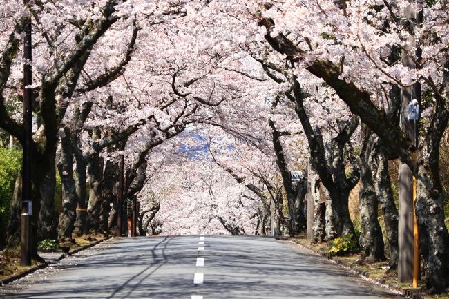 たまには親孝行　女3人伊豆高原で食べて・温泉浸かって・桜観て