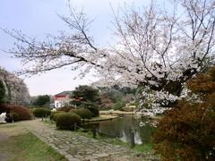 小石川植物園の花見