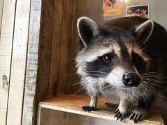 ひとり釜山と、アライグマカフェ