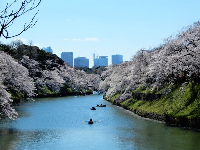満開の桜が見たくなって、阪神戦のついでに出かけました。<br />ちょうど平成最後の皇居乾通りの桜も見られました。<br />桜は天候にも恵まれましたが、メインの阪神戦で悲劇が訪れました。