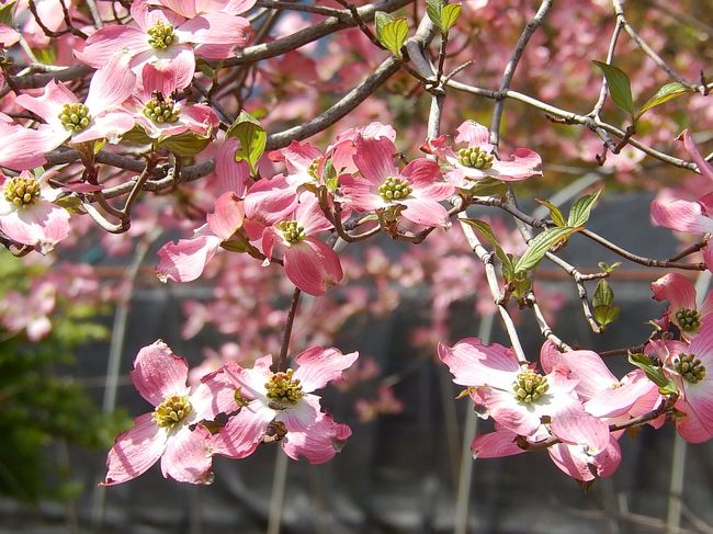 4月23日、午後0時半頃に所沢市南永井付近を散策しました。　桜の花も過ぎハナミズキの花が見られました。　この日は気温<br />25℃以上もあり、初夏のように暑かったです。<br /><br /><br /><br /><br />＊写真は美しいハナミズキの花