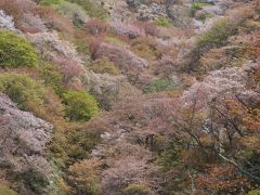吉野山の桜。帰り道のクルマから見た「上の千本」が一番きれいだった。
