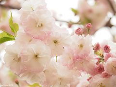 晩春を彩る八重桜＠新宿御苑