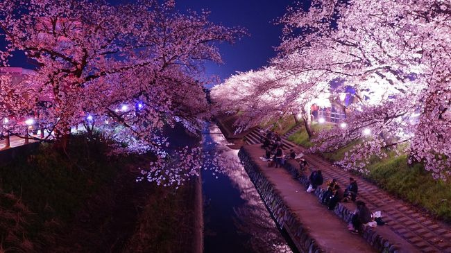 高田川沿いの千本桜、桜名所に載っている写真を見てぜひ行きたくなりました。<br />あまり雨に降られることのない奈良観光ですが、今回も汗ばむくらいのいい天気になりました。<br />お祭り期間でもあり、たくさんの人であふれていました。