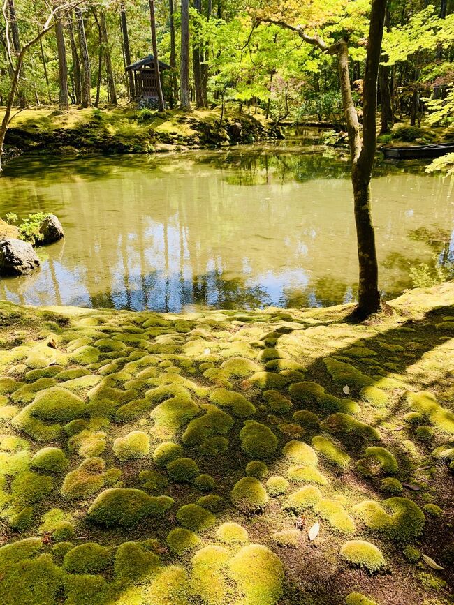 やっと念願叶い、世界文化遺産・西芳寺(苔寺)で、憧れの苔の庭園を見て来ました!<br />なかなか参拝の予約が取れない西芳寺ですが、今回、平日にトライして参拝出来る事となりました!<br />本堂での写経後、苔の庭園を散策しました!<br />モコモコした丸みを帯びた苔がある庭園を見ることが出来て良かったです!<br />京都グルメも、湯豆腐や苔風のとろろ蕎麦などを堪能しました!<br />やはり京都は何度来ても良いですね!