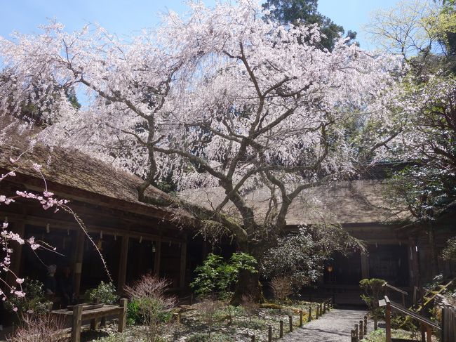 上千本も桜が満開でした。吉野水分神社の桜もきれいでした。上千本は、然るべきところで、下から見るのがよいところです。