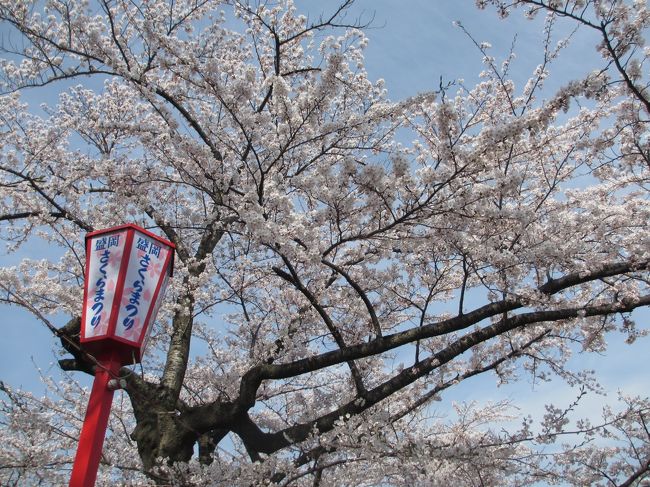 盛岡の桜が満開の時を迎えました<br />梅も桜もいっぺんに咲く東北の春です。