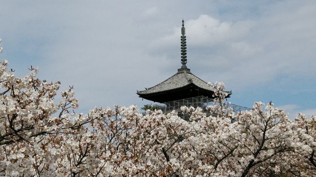 2019年4月12日～4月17日<br />春爛漫！鉄道での日本縦断の旅に出かけた。阪急交通社の鹿児島主催で九州各地からの参加者である。JRフルムーンパスを利用した新幹線と特急列車を利用して日本縦断をする。<br />参加者は沖縄・鹿児島・宮崎・熊本の15組の夫婦である。<br />まず1日目は熊本8：03→さくら542号→11：24新大阪11：43→ひかり466号（グリーン車）→11：57京都駅<br /><br />京都市内観光（舞妓さんの舞鑑賞と京料理の昼食）<br /><br />日本桜名所100選　世界遺産仁和寺御室桜（天然記念物・遅咲きの里桜）<br /><br />龍安寺（紅枝垂れ桜と石庭）<br /><br />平野神社（約60種類の400本の桜）<br /><br />宿泊は京都東急ホテル　これで一日目が終わった）