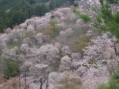 吉野の桜　一度見てみたかった♪