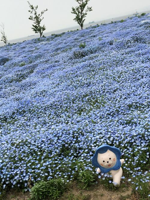 大阪舞洲わいわい旅行！…ネモフィラ祭りを訪れて…』大阪ベイエリア