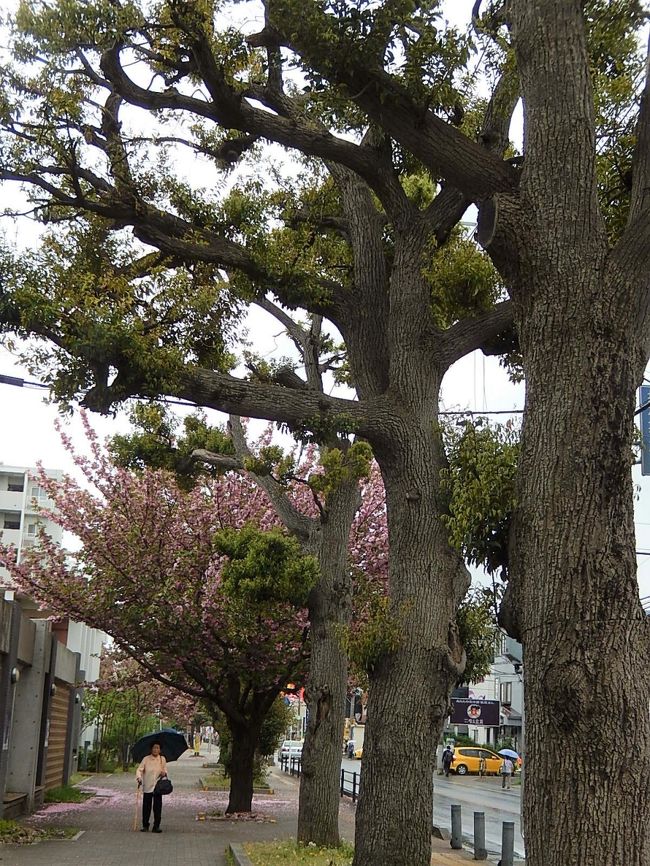 4月24日、午前11時50分頃にふじみ野市市役所付近の新緑のスダジイの並木道を歩きました。　存在感のある並木道ですが、今回はすぐ近くにある満開の八重桜とのコラボレーションが美しかったです。　<br /><br /><br /><br /><br />＊写真はスダジイの並木道