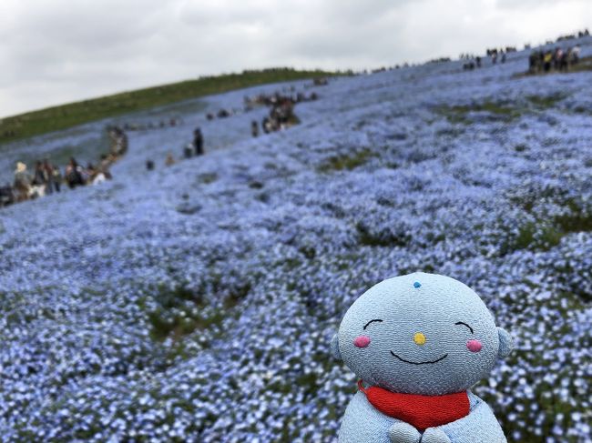 桜の後も様々な花を見てまわりました19 ツツジ ネモフィラ 大藤 芝桜 ポピー 茨城県の旅行記 ブログ By 旅じぞうさん フォートラベル 桜の後も様々な花を見てまわりました19 ツツジ ネモフィラ 大藤 芝桜 ポピー 茨城県の旅行記 ブログ By 旅じぞうさん フォートラベル