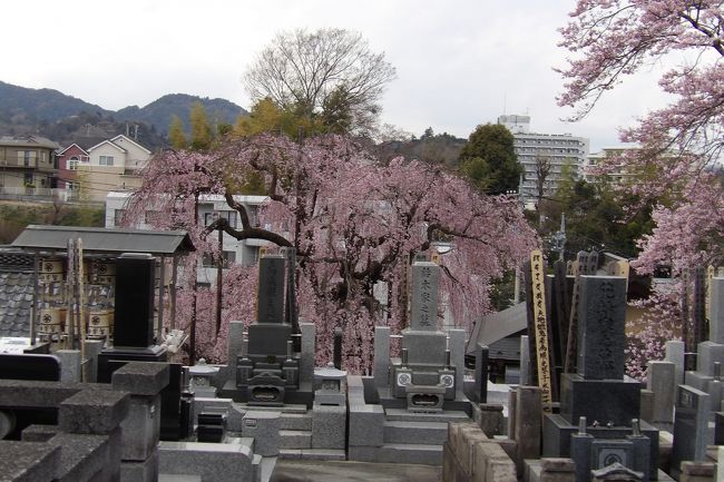 　墓地に枝垂れ桜が植えられているのは全国的にも少ない。ここ高尾では昔からお寺の境内には枝垂れ桜が植えられており、また、周辺にある霊園にも枝垂れ桜が植えられている。そうしたこともあり、こうした墓地にも桜が植えられ、枝垂れ桜も植えられているのだろう。高尾のお寺や霊園・墓地の特殊性を示す例でもある。<br />　この墓地は位置的には高楽寺（https://4travel.jp/travelogue/11474139）の裏手辺りに当たる。境内に枝垂れ桜が植えられているが、裏の墓地にも桜や枝垂れ桜が植えられているのかも知れない。<br />（表紙写真は墓地の枝垂れ桜）