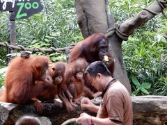 シンガポール家族旅行★2日目　動物園リバーサファリナイトサファリを満喫