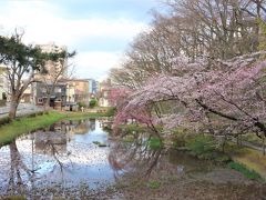 秋田の「春の妖精」と人の優しさに出会う旅☆＊☆ VOL.1「秋田到着　千秋公園」編