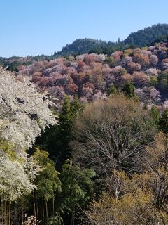 今年の花見は吉野山で　その２　一目千本に感動しまくり！