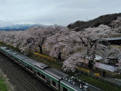 2019年も桜が見たくて本州に上陸・やっと最後の最後に桜に出会う事が出来ました♪