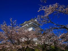 桜紀行　小田原城址公園