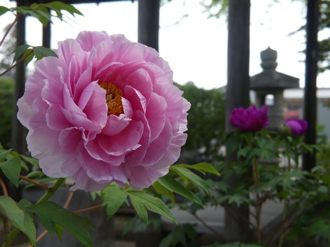 「恩林寺」のボタン_2019_咲き始めました。（群馬県・邑楽町）