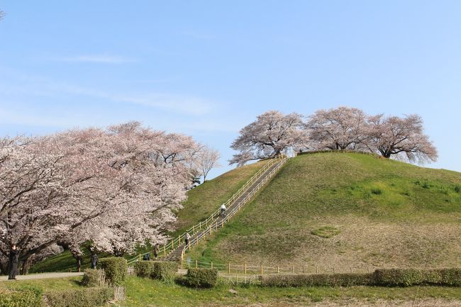 昨年、偶然ここの桜に訪問したら、そのすばらしい景観にびっくりで、その時はすでに葉桜が多かったので、今年は満開の時に訪問しようと思っていました。<br /><br />今回、その近辺の桜と合わせ、訪問してみました。<br /><br />以下、行程です。<br />さきたま古墳群の桜→熊谷桜堤→藤岡市の古墳(七興山古墳、白石稲荷山古墳)→こだま千本桜<br /><br />