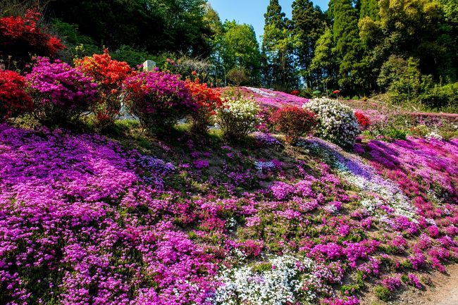 神角寺から平成森林公園の尾根を四辻峠へ走り、八重桜のえぼし公園へ。<br /> その後、大野町穴井まで降りて、足立家のシバサクラを見学します。<br />