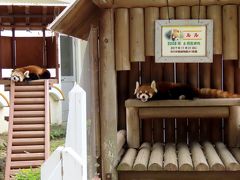 よこはま動物園ズーラシア＆楽寿園 当りだったレッサー・ルーレット＠ズーラシア  嬉しいココロちゃん＆ルルちゃんの同時屋外展示＠楽寿園