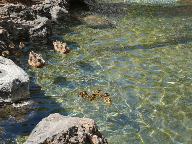 母親と恒例のハワイ旅行、ゆっくりのんびりな旅。