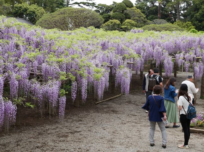 埼玉春日部・1年にたった３週間だけ開園の“牛島の藤2019”を訪れて