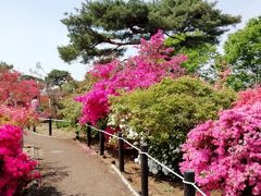 館林　つつじが岡公園　花の迷路うろうろ