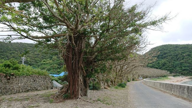 JACのアイランドホッピングルート最終地、奄美大島へやってきました。<br /><br />前回行くことのできなかった「加計呂麻島」へ行ってみることに。<br /><br />奄美大島から大阪へ戻るには直行便があるので便利なのですが、今回は思わぬ「落とし穴」(?)にはまってしまいました。