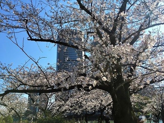 神戸から弁天町アートホテルでランチビュッフェとお花見 大阪ベイエリア 大阪 の旅行記 ブログ By ゆんさん フォートラベル
