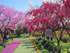 [19魚津市・天神山ガーデンの「花桃」