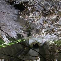 2019桜の季節　茶碗が目当ての近江旅