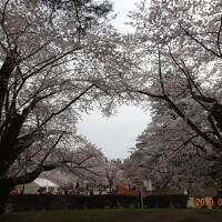 みちのく三大桜と津軽お花見列車3日間の旅