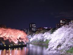 東京夜桜見物：千鳥ヶ淵、日本橋さくら通り、アークヒルズ、東京ガーデンテラス紀尾井町、東京ミッドタウンなど2019年4月