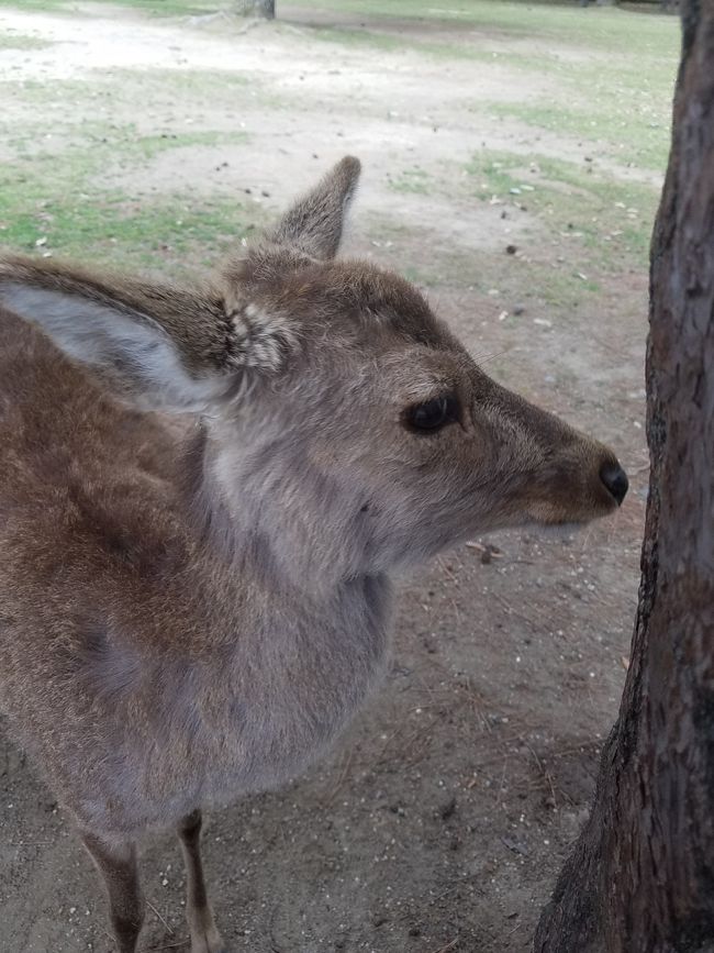 奈良国立博物館の藤田美術館展を鑑賞したついでに奈良公園を散策。<br /><br />この特別展は藤田美術館が改築中のため、その間を利用して収蔵品にドサ回りさせているのが開催理由です。<br /><br />展の目玉は「御存知・曜変天目茶碗」。<br /><br />一見、ガラス細工お碗の様に見えますが、ライティングがイマイチで特徴的な模様を楽しめません。<br /><br />２０１８年１１月の京都国立博物館「国宝展」では同種の油滴天目が展示されていましたが、こちらの方がライティングが巧みだった様に感じました。<br /><br />奈良公園周辺の鹿は一応、野生とされています。<br /><br />しかし生態を観察する限り、ちゃんと管理されている印象を受けます。<br /><br />理由は、鹿は決して鹿煎餅屋台を襲わないからです。