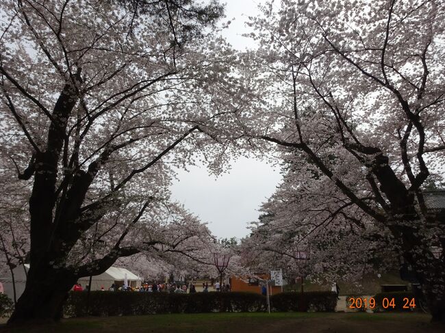 阪急交通社のツアーでみちのく三大桜の鑑賞に出かけてきました。名古屋小牧空港からＦＤＡを利用していわて花巻空港の往復です。早朝便０７：１０発でしたので朝があわただしい一日でしたが、総勢22名（11カップル）のこじんまりとしたツアーでした。青森の弘前公園の桜が咲いているか心配しましたが、北上展勝地・弘前公園・角館共に全て桜が開花していましたので幸運に恵まれたことを感謝する旅となりました。特に印象深かった場所は秋田県の角館の紅枝垂れ桜の美しさと武家屋敷になじむ雰囲気に魅了されました。<br />　ツアー費用は２名分で１８９，８００円でした。