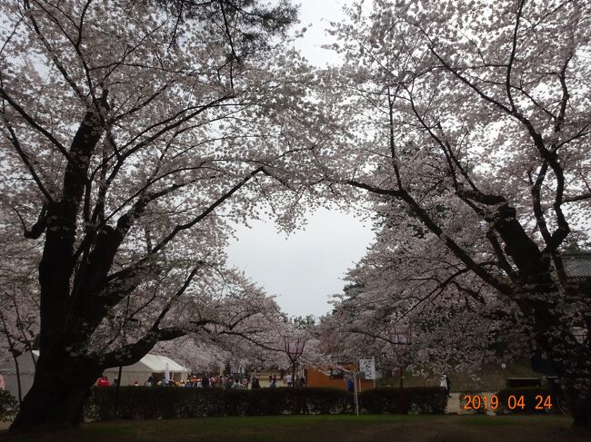 阪急交通社のツアーでみちのく三大桜の鑑賞に出かけてきました。名古屋小牧空港からFDAを利用していわて花巻空港の往復です。早朝便07:10発でしたので朝があわただしい一日でしたが、総勢22名(11カップル)のこじんまりとしたツアーでした。青森の弘前公園の桜が咲いているか心配しましたが、北上展勝地・弘前公園・角館共に全て桜が開花していましたので幸運に恵まれたことを感謝する旅となりました。特に印象深かった場所は秋田県の角館の紅枝垂れ桜の美しさと武家屋敷になじむ雰囲気に魅了されました。<br /> ツアー費用は2名分で189,800円でした。