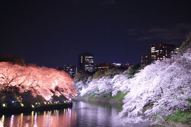 都内で桜のライトアップを行っているところを巡ってきました。やはり1日では回りきれませんでしたが可能な限り挑戦してみました。<br /><行程><br />三越前駅→日本橋界隈→日本橋駅→溜池山王駅→アークヒルズ桜並木→六本木一丁目駅→永田町駅→東京ガーデンテラス紀尾井町・ホテルニューオータニ→永田町駅→半蔵門駅→国立劇場・千鳥ヶ淵→九段下駅→六本木駅→東京ミッドタウン→六本木駅<br />表紙は千鳥ヶ淵