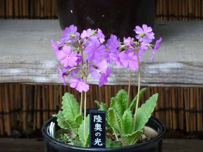 高鴨神社は金剛山の麓に鎮座し、全国鴨（加茂）社の総本宮です。<br />ホームページ（ http://www.takakamo.or.jp/about.php ）によれば、「カモ」は「カミ」と同源であり「カモす」という言葉から派生し、「気」が放出している様子を表しているとのこと。<br />そこからもわかるように、樹木の多い古色蒼然とした雰囲気のある、お宮さんです。<br />日本さくら草でも知られており、以前より、次にお参りするときには、さくら草の咲く頃と思っていました。<br />さくら草の見頃は、４月下旬から５月上旬です。<br />ということで、車で葛城山を越え、高鴨神社へ。<br />さくら草は、今年の気候のせいで咲いた種類がすくなかったのですが、その可憐な姿や、高鴨神社の霊験あらたかな雰囲気を楽しむことができました。<br /><br />【写真は、さくら草の一種「陸奥の光」です】