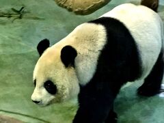 2017 三度目の台湾、４日間　４．再びパンダとコアラに会いに行く！
