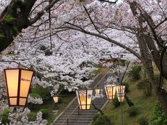 猫とウサギと桜三昧　春の尾道＆大久野島の旅　（２）桜に包まれた千光寺公園