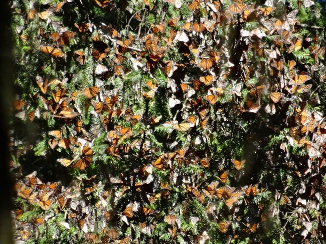 5回目にして「はじめての」メキシコ　その13（蝶、Butterfly、Mariposa…その1。今日は一日蝶ずくし）