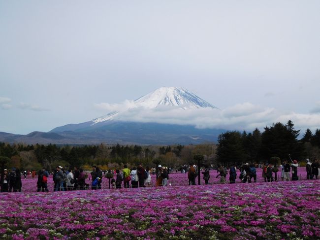 GW初日、4/27-28の1泊2日で平成最後の温泉旅行に出かけました。宿泊は三度めの「玉樟園 新井」(土肥温泉)です。<br /> 渋滞すると思って早めに出掛けた初日、27日にリニューアルオープンするという「修善寺 虹の郷」に行こうと思っていたのですが、あいにくの天気&大変寒く、とても外で過ごす気になれず、「三島スカイウォーク」を経由して(といっても高所恐怖症のため、吊橋は渡りません!)、初めて土肥金山に行き、3時にはチェックインしてお部屋でのんびりしました。<br /> 2日目は初日が嘘のような好天に恵まれ、”恋人岬から富士山を眺める”をリベンジし、見事成功! 美しい富士山の姿を眺めることができました。その後、富士宮まで遠征して、「富士芝桜まつり」を堪能し、富士山を眺めながら麓を廻って、御殿場アウトレットを経由し、帰宅しました。