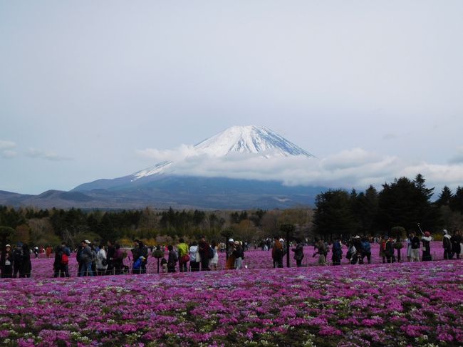 　GW初日、4/27-28の1泊2日で平成最後の温泉旅行に出かけました。宿泊は三度めの「玉樟園 新井」(土肥温泉）です。<br />　渋滞すると思って早めに出掛けた初日、27日にリニューアルオープンするという「修善寺 虹の郷」に行こうと思っていたのですが、あいにくの天気＆大変寒く、とても外で過ごす気になれず、「三島スカイウォーク」を経由して（といっても高所恐怖症のため、吊橋は渡りません！）、初めて土肥金山に行き、3時にはチェックインしてお部屋でのんびりしました。<br />　2日目は初日が嘘のような好天に恵まれ、”恋人岬から富士山を眺める”をリベンジし、見事成功！　美しい富士山の姿を眺めることができました。その後、富士宮まで遠征して、「富士芝桜まつり」を堪能し、富士山を眺めながら麓を廻って、御殿場アウトレットを経由し、帰宅しました。