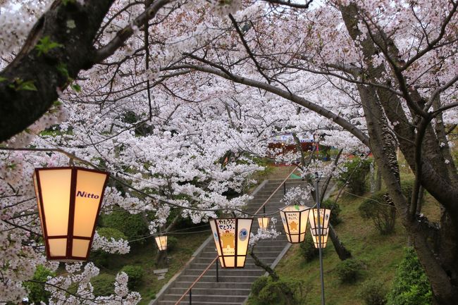 猫とウサギと桜三昧　春の尾道＆大久野島の旅　（２）桜に包まれた千光寺公園