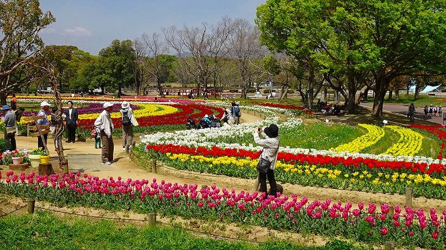 本日の目的は、チューリップ園です。<br /><br />自然文化園の一部に、チューリップ園があり、最初に日本庭園を見た後、本日の目的・・・チューリップ園の見学をしました。<br /><br />写真が多いので、3冊になっています。<br /><br />写真は、見事に揃ったチューリップ畑で、皆さんの心が弾んでいる風景。<br /><br />2019年 関西のチューリップ(わかった範囲で)<br />但東町 300品種 100万本。<br />馬見塚丘陵 50万本。<br />加西フラワー 500品種 22万本。<br />淡路国営公園 240品種 19万本。<br />ブルーメの丘 13万本。<br />万博公園 37品種 11万本。 らしい。<br /><br />後日、加西フラワーセンターへ行こうか。
